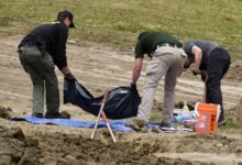 ‘Horrific’: At least 117 dead dogs found at California ‘no-kill’ shelter