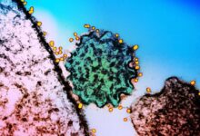 A Two-Antibody Cocktail Targets Two Of The World’s Deadliest Viruses
