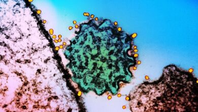 A Two-Antibody Cocktail Targets Two Of The World’s Deadliest Viruses A Two-Antibody Cocktail Targets Two Of The World’s Deadliest Viruses