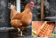 Big egg producers artificially inflated prices as Americans struggled to buy groceries, must now pay .3M: DOJ