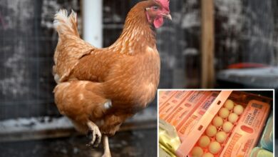 Big egg producers artificially inflated prices as Americans struggled to buy groceries, must now pay .3M: DOJ Big egg producers artificially inflated prices as Americans struggled to buy groceries, must now pay .3M: DOJ