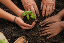 The Neighborhood Garden Movement: How Dirt and Seeds Are Bringing Communities Together