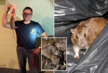 Here’s how to keep NYC rats at bay