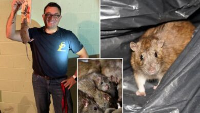 Here’s how to keep NYC rats at bay Here’s how to keep NYC rats at bay