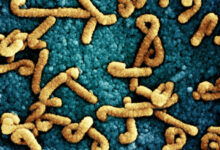 Marburg virus cases reported in Ugandan ebola outbreak area