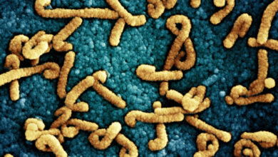 Marburg virus cases reported in Ugandan ebola outbreak area Marburg virus cases reported in Ugandan ebola outbreak area