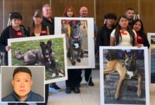 SoCal Dog trainer learns fate for trapping animals in small cages, leaving them to die
