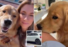 SoCal woman on Mexican beach vacation with her beloved dog shot in attempted carjacking