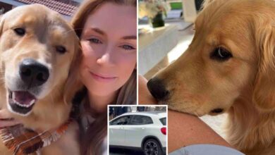 SoCal woman on Mexican beach vacation with her beloved dog shot in attempted carjacking SoCal woman on Mexican beach vacation with her beloved dog shot in attempted carjacking