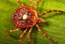 Tick season is expected to be worse than normal as ER visits rise in much of the U.S.