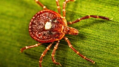 Tick season is expected to be worse than normal as ER visits rise in much of the U.S. Tick season is expected to be worse than normal as ER visits rise in much of the U.S.