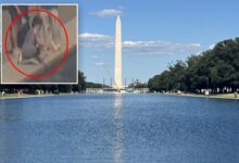 Trump shares news of ‘crystal clear’ Reflecting Pool, calls for vandalism suspect’s arrest