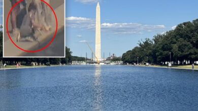 Trump shares news of ‘crystal clear’ Reflecting Pool, calls for vandalism suspect’s arrest Trump shares news of ‘crystal clear’ Reflecting Pool, calls for vandalism suspect’s arrest